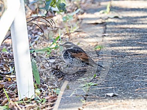 Dusky thrush on a walking path 1