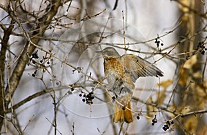 Dusky Thrush