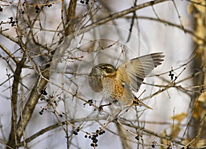 Dusky Thrush