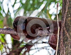 Dusky Titi Monkey