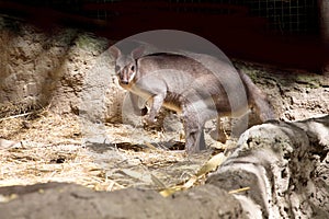 Dusky Wallaby, Thylogale brunii, Indonesia, Papua New Guinea