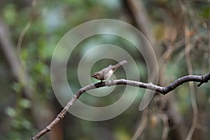 Dusky Warbler