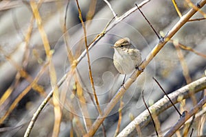 Dusky Warbler Phylloscopus fuscatus on a tree