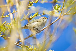 Dusky Warbler Phylloscopus fuscatus on a tree