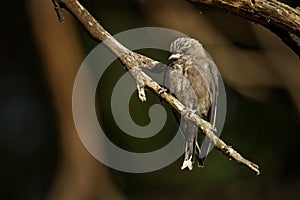 Dusky woodswallow - Artamus cyanopterus young bird, species of forests and woodlands in temperate and subtropical regions, mostly