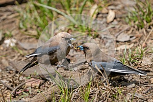 Dusky Woodswallow songbirds perched on the ground, one with a wriggling earthworm in its beak