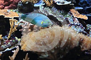 Dusky wrasse