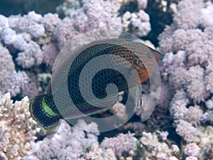 Dusky wrasse