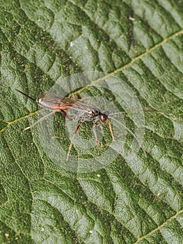 A Dusona leptogaster parasitic wasp