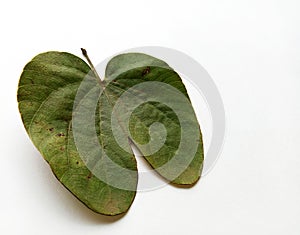 Dussehra Leaf Indian Festival