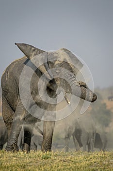 Dust bath in the sun