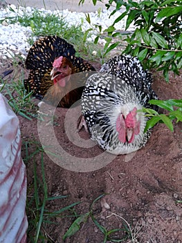Dust bathing Wyandotte chickens