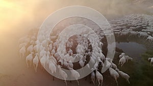 Dust and blinding sand from inside the flock of sheep, seen from above.