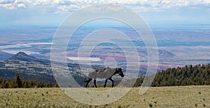 Dust covered black stallion walking above the Big Horn Canyon on the border of Wyoming and Montana USA