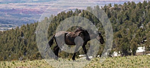 Dust covered black stallion wild horse walking above Big Horn Canyon in the western USA