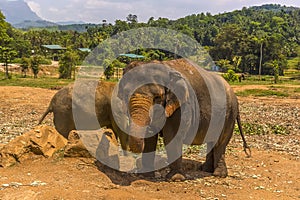 A dust-covered elephant at Pinnawala, Sri Lanka, Asia