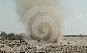 A Dust devil in Etosha National Park