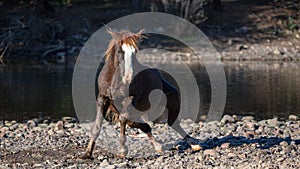 Dust and dirt flying off chestnut bay wild stallion getting up from rolling in the gravel at the Salt River in Arizona USA