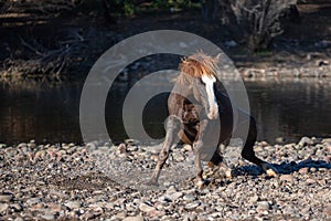 Dust and dirt flying off liver chestnut bay wild stallion getting up from rolling in the gravel at the Salt River in Arizona