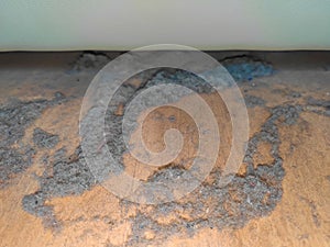 Dust and dirt on a wooden floor under the bed