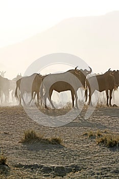 Dust at Dusk