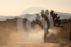 Dust Fills The Air of A Dirt Road In Joshua Tree