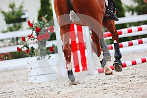 Dust flies from under the hooves of a horse at a gallop. Horse pass the line to barrier. Show Jumping