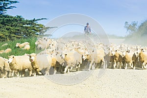 Through dust and haze kicked up a farmer with sheep dogs moves a flock of sheep