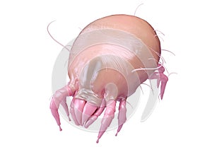 A dust mite