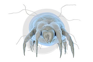 Dust mite Dermatophagoides