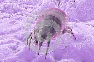 Dust mite Dermatophagoides