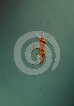 Dust mites under the microscope