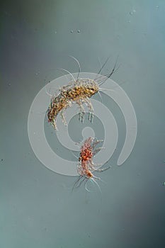 Dust mites under the microscope