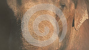 Dust Swirls Around Elephant Face Closeup