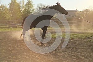 Dust under the horse hooves. Legs of a galloping horse. Training at rural field