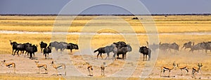 Dust wildebeest on the Etosha plains