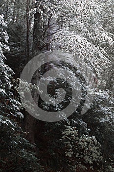Dusting of snow on dark trees in fall or winter