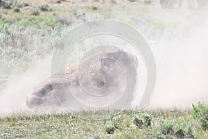 Dusty Bison Buffalo respite