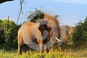 In a dusty cloud. African elephants. Kenya, Africa