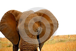 Dusty head of African elephant. Kruger park. South Africa. Safari.