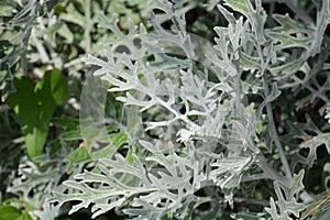 Dusty miller