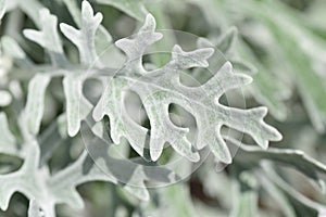 Dusty miller