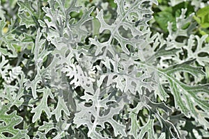 Dusty miller