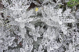 Dusty miller