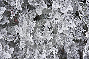 Dusty miller