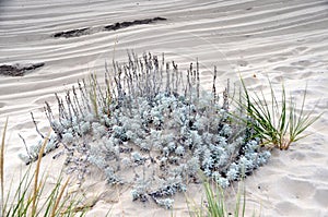 Dusty Miller