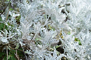 Dusty miller