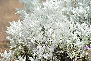 Dusty miller