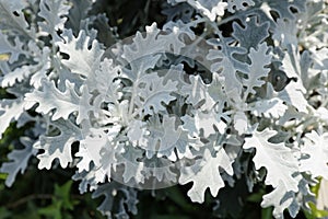 Dusty miller background