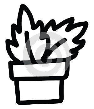 Dusty miller flower in pot, icon